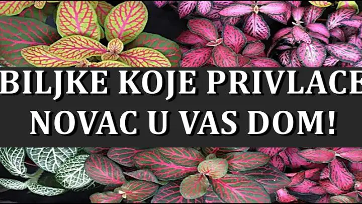 Biljke koje privlace novac u kucu! Morate ih imati! Saznajte sta vam donosi bogatstvo!