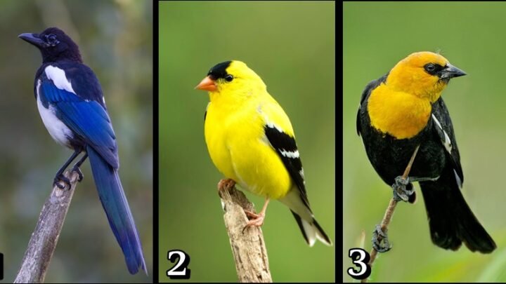 MALA PTICA koju izabereš nosi VAŽNE VESTI! Saznaj šta te VAŽNO čeka ovog PROLEĆA!