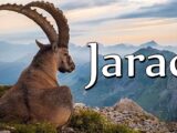 jarca