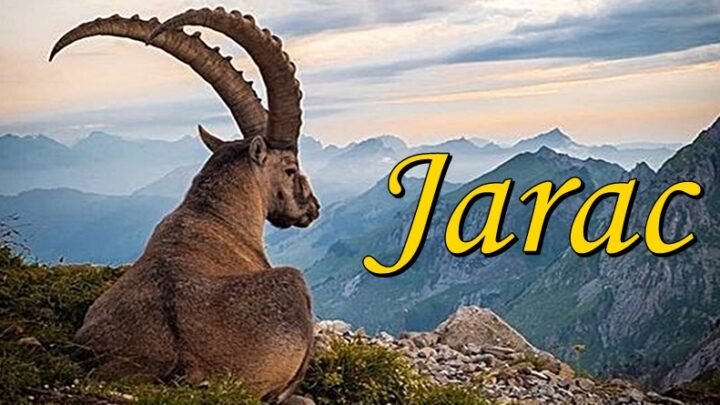 JARČEVI će u NAREDNIH 15 DANA osetiti MOĆ KARME! Stiže im VELIKA NAGRADA koju su odavno zaslužili!