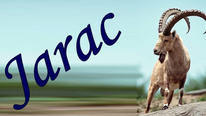 JARAC je stvoren da VLADA SVETOM! Baš zbog OVOGA je drugačiji od svih drugih!