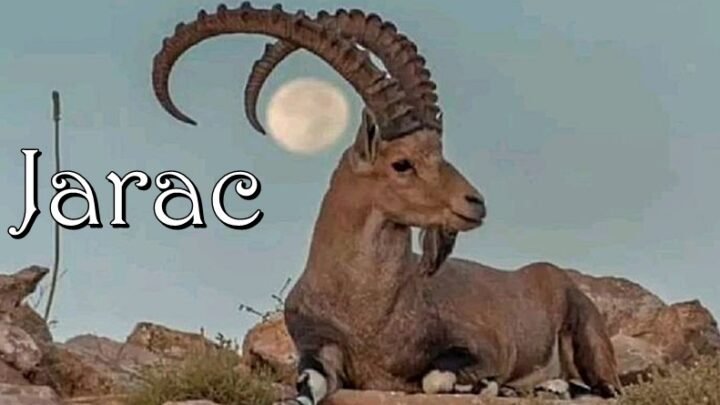 JARČEVI su JAKI, HRABRI i VELIKI BORCI koji ne znaju za strah! Medjutim imaju i oni svoju SLABOST, njima je to…