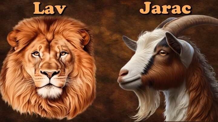 Jarac i Lav – Tuđe NEĆE, svoje NEDAJU! Ovo se desi ako taknete ono što je njihovo!