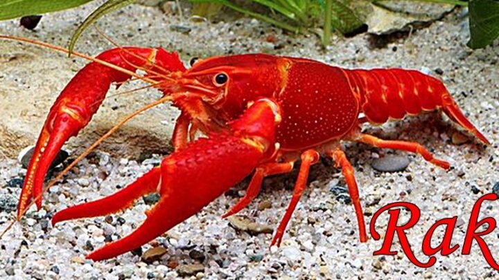 RAK je osoba sa NAJVEĆIM SRCEM i ČISTOM DUŠOM, ali ako mu uradite OVO otićiće od vas BEZ GLEDANJA UNAZAD!