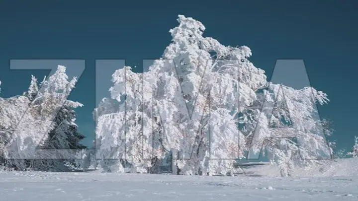 Reč se krije na slici! Da li je vidiš? Ako znaš šta piše imaš OKO SOKOLOVO!