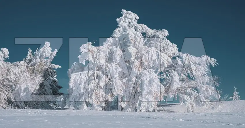 Reč se krije na slici! Da li je vidiš? Ako znaš šta piše imaš OKO SOKOLOVO!