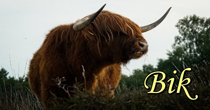 KOČNICE PUCAJU: Bik doživljava najveći lični rast ove godine!