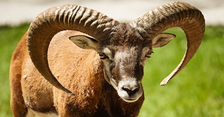 VELIKI USPEH ZA OVNA: Zvezde mu donose šansu koju ne sme da propusti!